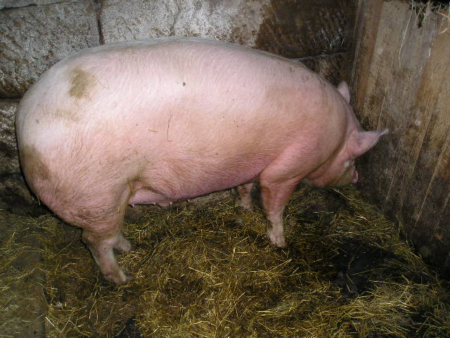 01-za chvilku uz mě zapíchnou